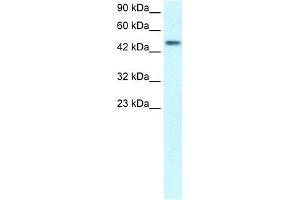 CREBRF antibody  (Middle Region)