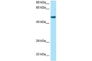 WB Suggested Anti-Rcc1 Antibody Titration: 1. (RCC1 antibody  (N-Term))