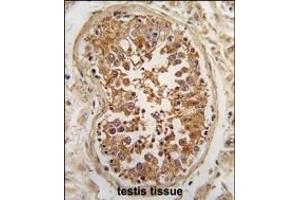 Formalin-fixed and paraffin-embedded human testis tissue reacted with *ULK3 antibody (N-term) (ABIN392709 and ABIN2842186) , which was peroxidase-conjugated to the secondary antibody, followed by DAB staining. (ULK3 antibody  (N-Term))