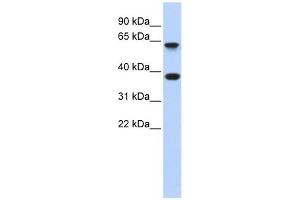 Epsin 2 antibody used at 1 ug/ml to detect target protein. (Epsin 2 antibody  (Middle Region))