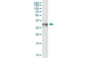 Immunoprecipitation of HMGB1 transfected lysate using rabbit polyclonal anti-HMGB1 and Protein A Magnetic Bead (HMGB1 (Human) IP-WB Antibody Pair)