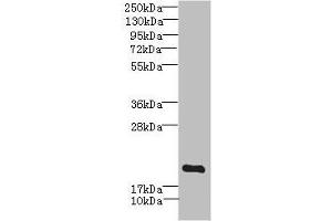 Western blot All lanes: MYL7 antibody IgG at 2. (MYL7 antibody  (AA 1-175))