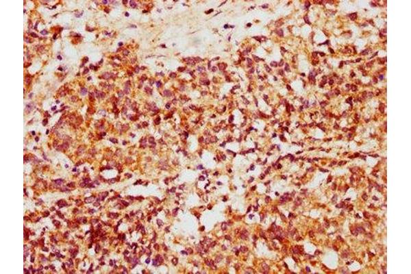 LIME antibody  (AA 170-295)