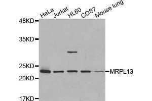 Western Blotting (WB) image for anti-Mitochondrial Ribosomal Protein L13 (MRPL13) antibody (ABIN1877008)