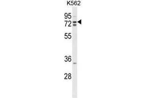 Western blot analysis of ZRANB1 Antibody (C-term) in K562 cell line lysates (35 µg/lane).