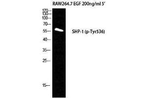 Western Blotting (WB) image for anti-Protein-tyrosine Phosphatase 1C (PTPN6) (pTyr536) antibody (ABIN3173194) (SHP1 antibody  (pTyr536))