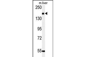 Western blot analysis of KI Antibody (C-term) (ABIN651358 and ABIN2840200) in mouse liver tissue lysates (35 μg/lane).