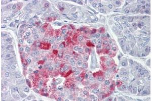 Anti-PCSK1 antibody IHC staining of human pancreas. (PCSK1 antibody  (AA 683-732))