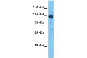 Host:  Rabbit  Target Name:  LPPRC  Sample Type:  293T Whole Cell lysates  Antibody Dilution:  1.