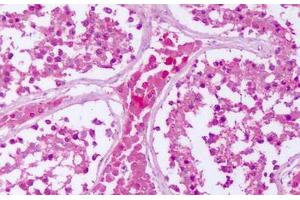 Anti-PTPRE antibody IHC staining of human testis. (PTPRE antibody  (Cytoplasmic Domain))