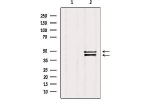 Western blot analysis of extracts from Mouse brain, using ZnT3 Antibody.