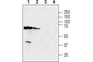 Western blot analysis of mouse kidney (lanes 1 and 3) and mouse testis (lanes 2 and 4) lysates: - 1,2. (SLC47A2 antibody  (6th Cytoplasmic Loop))