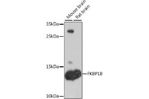 Western blot analysis of extracts of various cell lines, using FKBP1B antibody (ABIN6133701, ABIN6140652, ABIN7101838 and ABIN7101839) at 1:1000 dilution. (FKBP1B antibody)