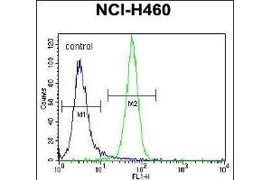NRAS Antibody (N-term) (ABIN392152 and ABIN2841877) flow cytometric analysis of NCI- cells (right histogram) compared to a negative control cell (left histogram). (GTPase NRas antibody  (N-Term))