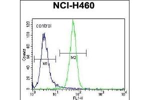 NRAS Antibody (N-term) (ABIN392152 and ABIN2841877) flow cytometric analysis of NCI- cells (right histogram) compared to a negative control cell (left histogram). (GTPase NRas antibody  (N-Term))