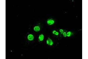 Anti-MAPK1 mouse monoclonal antibody (ABIN2452333) immunofluorescent staining of COS7 cells transiently transfected by pCMV6-ENTRY MAPK1 (RC204703). (ERK2 antibody)