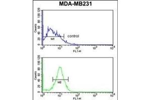 PEX14 Antibody (C-term) (ABIN653095 and ABIN2842687) flow cytometry analysis of MDA-M cells (bottom histogram) compared to a negative control cell (top histogram).