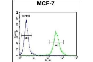 CYB561D1 Antibody (C-term) (ABIN654999 and ABIN2844633) flow cytometric analysis of MCF-7 cells (right histogram) compared to a negative control cell (left histogram). (CYB561D1 antibody  (C-Term))