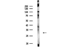 Western blot analysis of lysates from Rat brain, using COQ4 Antibody at 1/1000 dilution.