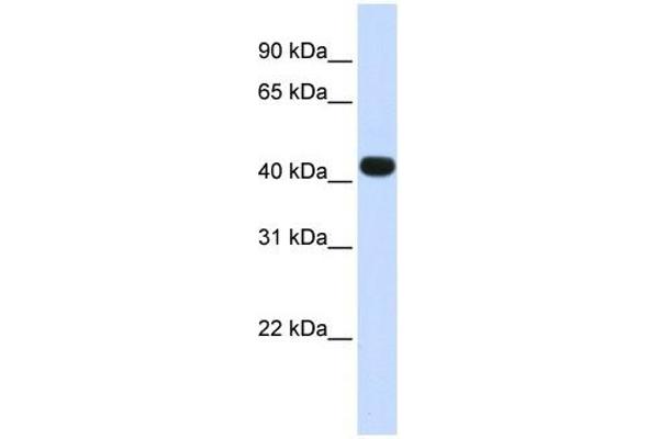 HS3ST3B1 antibody