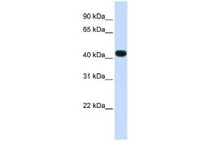 HS3ST3B1 antibody used at 1 ug/ml to detect target protein. (HS3ST3B1 antibody)