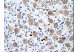 Image no. 1 for anti-Olfactory Receptor, Family 13, Subfamily C, Member 9 (OR13C9) (C-Term) antibody (ABIN202231) (OR13C9 antibody  (C-Term))