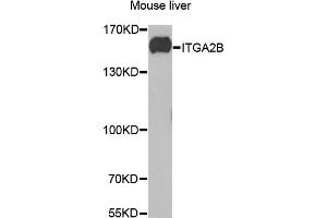 Western blot analysis of extracts of mouse liver, using ITGA2B antibody (ABIN1876881) at 1:1000 dilution. (Integrin Alpha2b antibody)