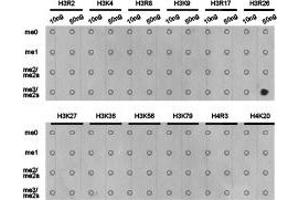 Dot-blot analysis of all sorts of methylation peptides using H3R26me2s antibody. (Histone 3 antibody  (H3R26me2s))