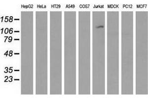 Western blot analysis of extracts (35 µg) from 9 different cell lines by using anti-MICAL1 monoclonal antibody.