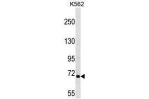 ARHGEF6 Antibody (C-term) western blot analysis in K562 cell line lysates (35µg/lane). (ARHGEF6 antibody  (C-Term))