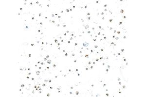 Immunocytochemistry (ICC) image for anti-Runt-Related Transcription Factor 2 (RUNX2) (AA 300-350) antibody (ABIN7795798)
