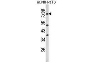 Western blot analysis of PRKCA Antibody (N-term) in NIH-3T3 cell line lysates (35ug/lane). (PKC alpha antibody  (N-Term))