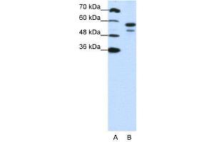 WB Suggested Anti-U2AF2  Antibody Titration: 1. (U2AF2 antibody  (N-Term))