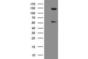 Image no. 1 for anti-Ubiquitin Specific Peptidase 54 (USP54) (AA 358-700) antibody (ABIN1491453) (USP54 antibody  (AA 358-700))