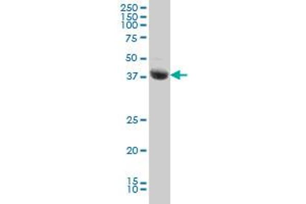 DRAK2 antibody  (AA 272-372)