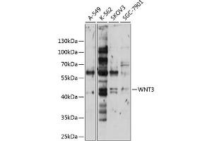 Western blot analysis of extracts of various cell lines, using WNT3 antibody (ABIN6130795, ABIN6150242, ABIN6150243 and ABIN6224981) at 1:1000 dilution. (WNT3 antibody  (AA 166-355))