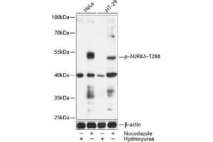 Western blot analysis of extracts of HeLa and HT-29 cells, using Phospho-AURKA-T288 antibody (ABIN6135188, ABIN6136022, ABIN6136023 and ABIN6225553) at 1:1000 dilution. (Aurora A antibody  (pThr288))