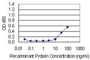 Detection limit for recombinant GST tagged CDH11 is 3 ng/ml as a capture antibody. (OB Cadherin antibody  (AA 54-612))