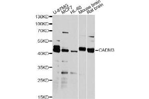Western blot analysis of extracts of various cell lines, using CADM3 antibody (ABIN1876182) at 1:2000 dilution.