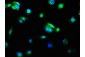 Immunofluorescence (IF) image for anti-Caspase 9, Apoptosis-Related Cysteine Peptidase (CASP9) antibody (ABIN7127382)