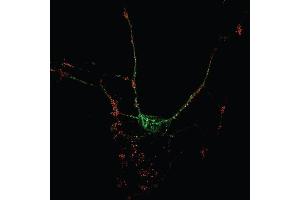 Indirect immunostaining of hippocampus neurons with anti-NBEA (dilution 1 : 1000; red) and mouse anti-PSD 95 (cat. (Neurobeachin antibody  (AA 952-1320))