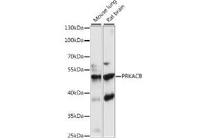 Western blot analysis of extracts of various cell lines, using PRKACB antibody (ABIN7269658) at 1:1000 dilution. (PRKACB antibody  (AA 1-351))