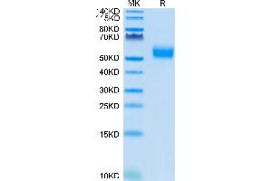 Biotinylated Human SIRP alpha V4 on Tris-Bis PAGE under reduced condition.