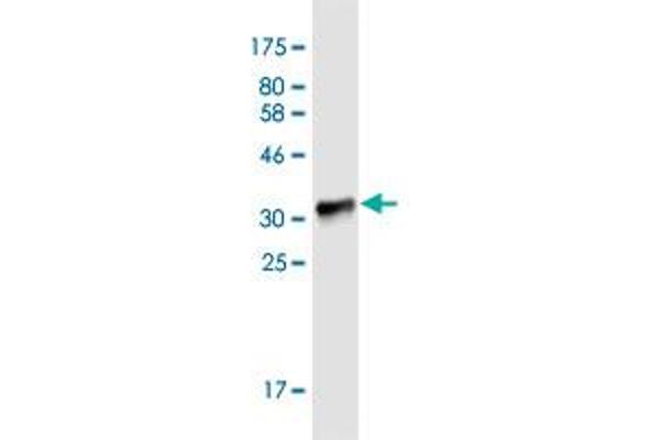 PRICKLE1 antibody  (AA 684-756)