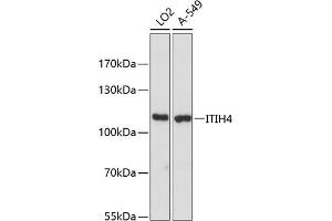 Western blot analysis of extracts of various cell lines, using ITIH4 antibody (ABIN6129776, ABIN6142597, ABIN6142598 and ABIN6216565) at 1:3000 dilution. (ITIH4 antibody  (AA 689-930))