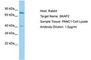 Image no. 1 for anti-Src Kinase Associated Phosphoprotein 2 (SKAP2) (AA 135-184) antibody (ABIN6750138) (SKAP2 antibody  (AA 135-184))
