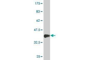 Western Blot detection against Immunogen (36. (MIXL1 antibody  (AA 86-185))