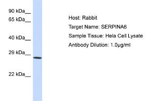 Host: Rabbit Target Name: SERPINA6 Sample Type: Hela Whole Cell lysates Antibody Dilution: 1.