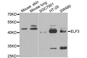 Western blot analysis of extracts of various cell lines, using ELF3 antibody. (ELF3 antibody)