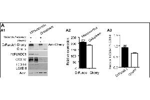 DrFundc1 reduced cell viability while inducing autophagy and apoptosis in transgenic 293T cells. (FUNDC1 antibody  (AA 51-150))